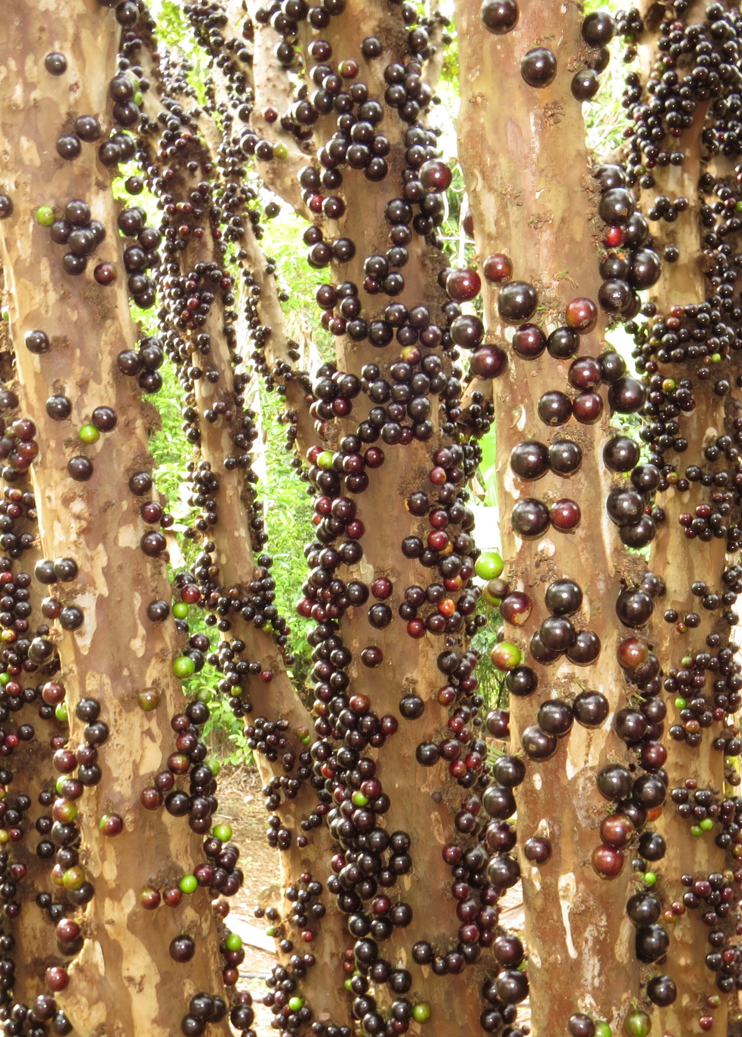 Jabuticaba (Plinia cauliflora)