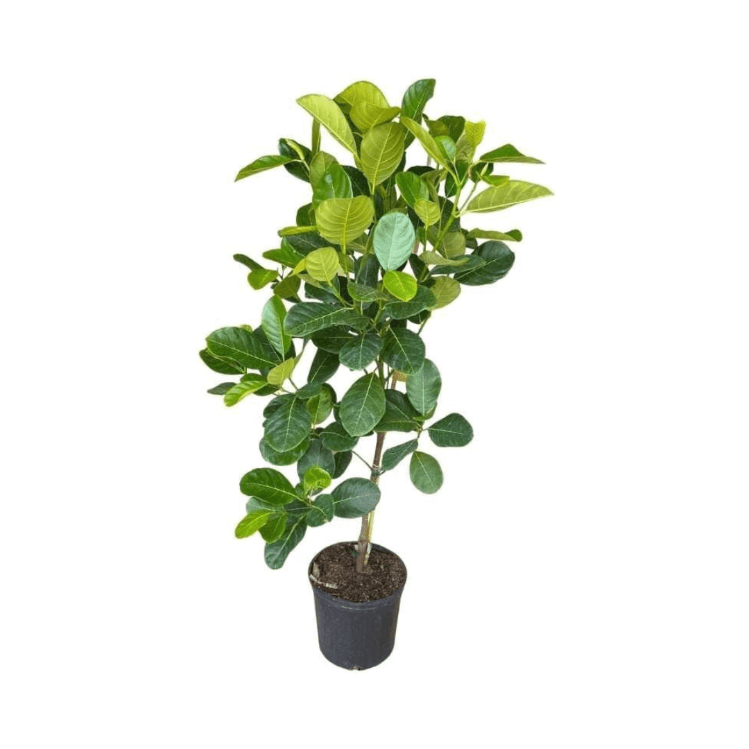 Devan Rasimi Dang Rasimi Jackfruit Dwarf Tree, from Seedlings – Lovehopegrow