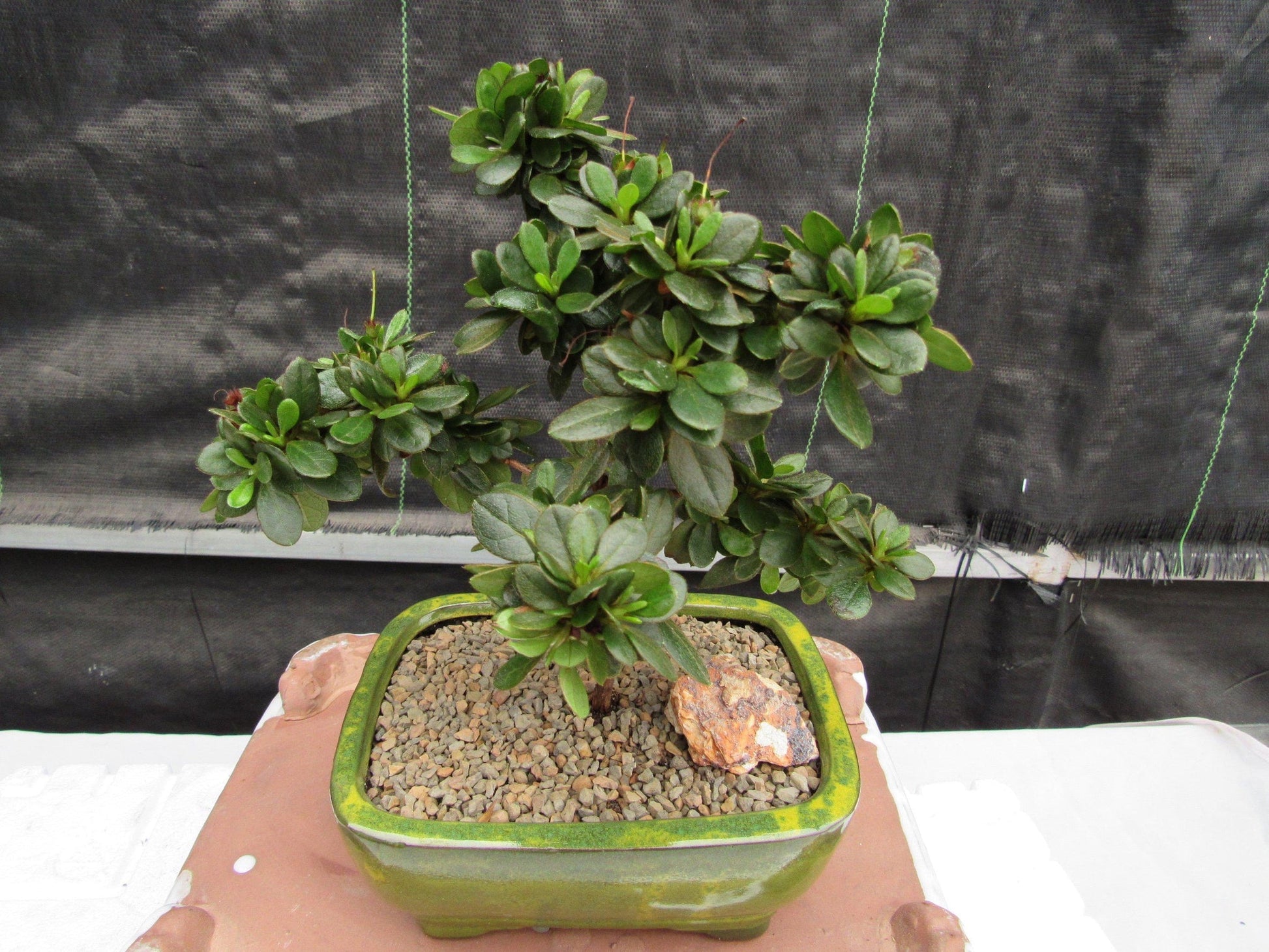 japanese azalea bonsai tree Japanese Azalea Bonsai Tree – Lovehopegrow