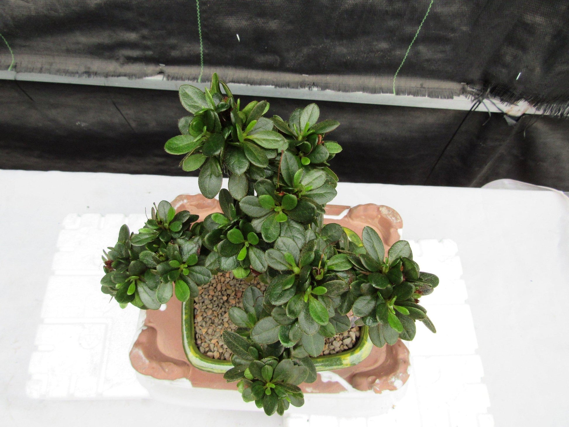 japanese azalea bonsai tree Japanese Azalea Bonsai Tree – Lovehopegrow
