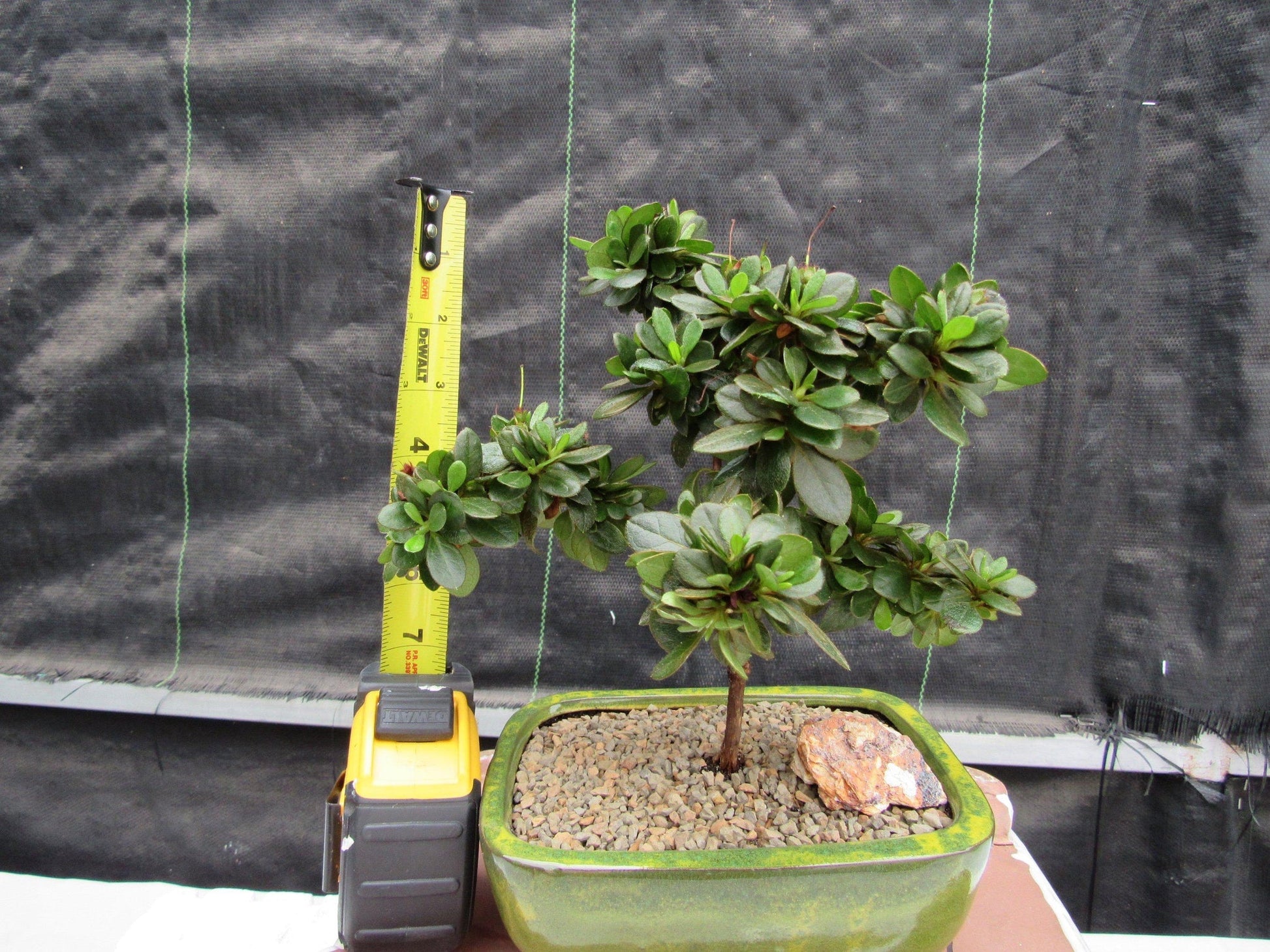 japanese azalea bonsai tree Japanese Azalea Bonsai Tree – Lovehopegrow