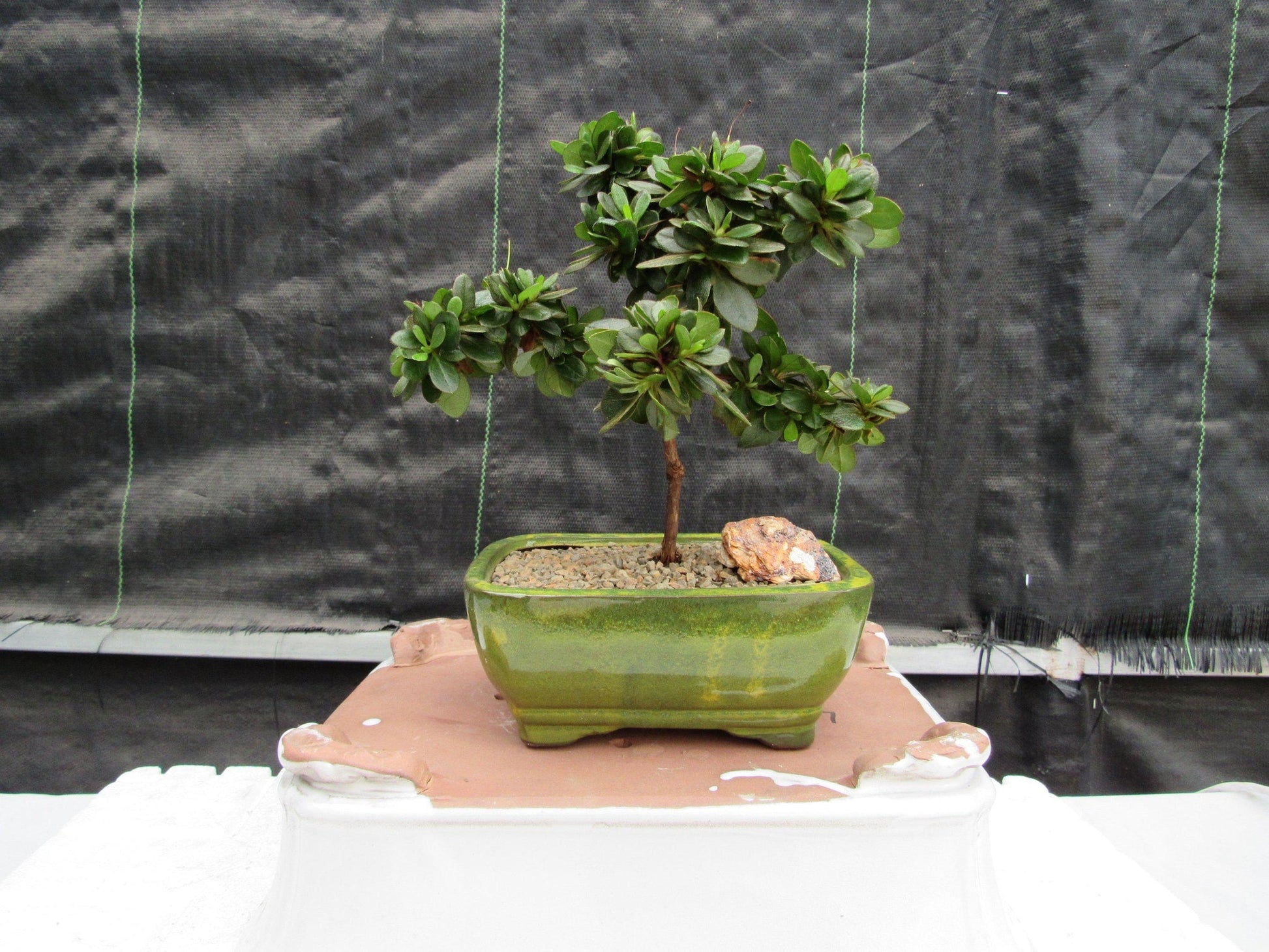 japanese azalea bonsai tree Japanese Azalea Bonsai Tree