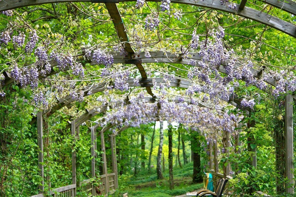 japanese wisteria bonsai tree Japanese Wisteria Bonsai Tree – Lovehopegrow