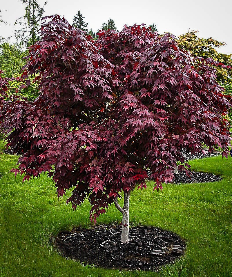 Japanese Maple 'Bloodgood' - Acer palmatum