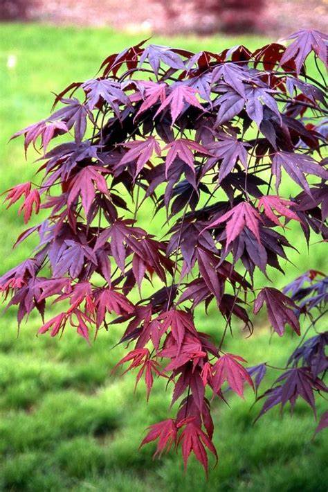 Japanese Maple 'Bloodgood' - Acer palmatum