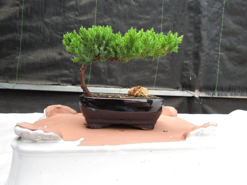 small juniper bonsai tree Juniper Bonsai Tree
