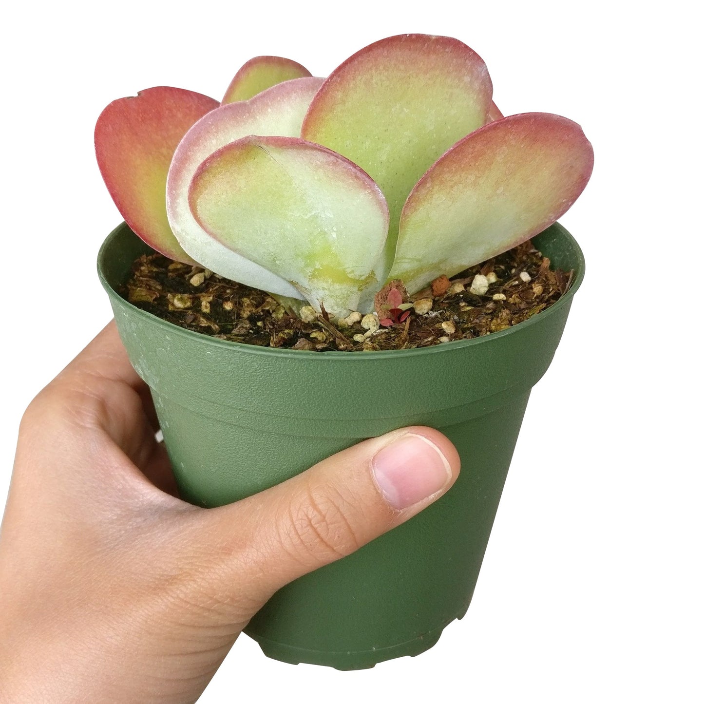 Kalanchoe Flapjacks Succulent