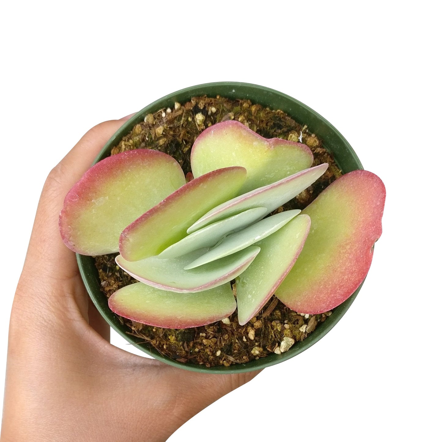 Kalanchoe Flapjacks Succulent