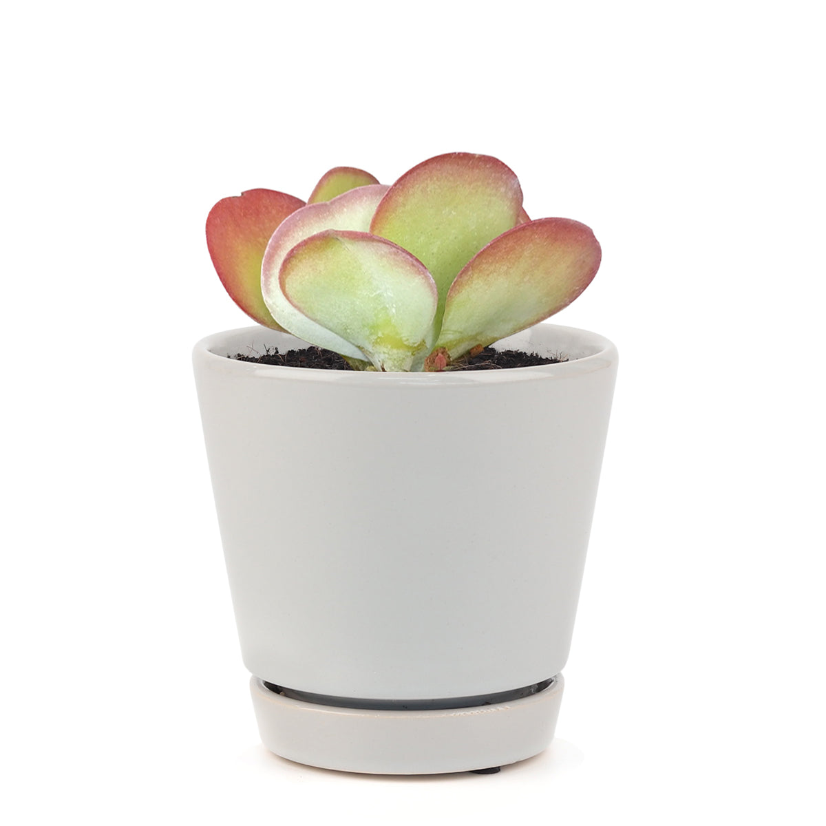 Kalanchoe Flapjacks Succulent