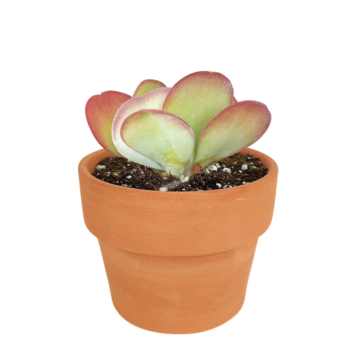 Kalanchoe Flapjacks Succulent