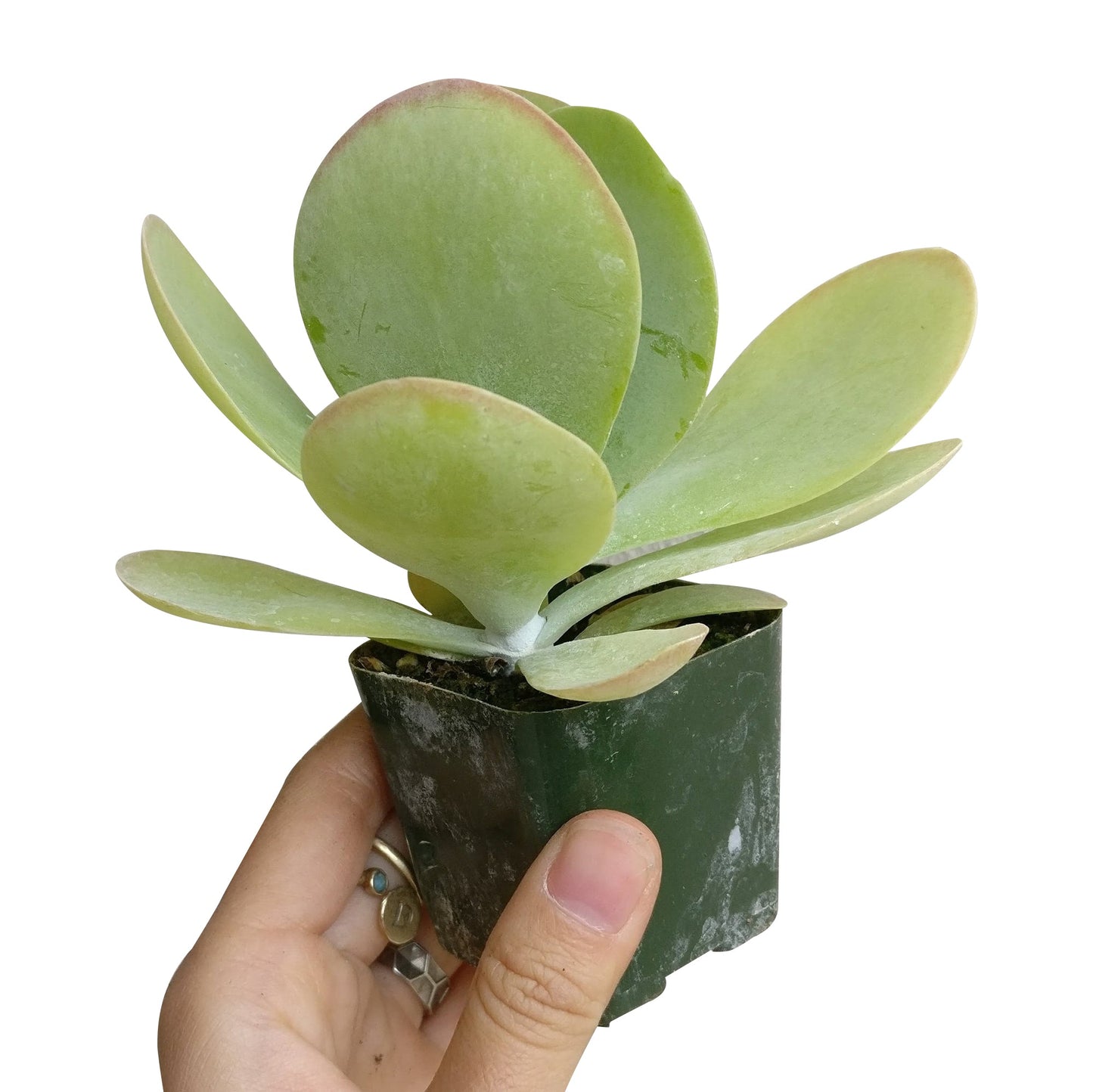 Kalanchoe Flapjacks Succulent