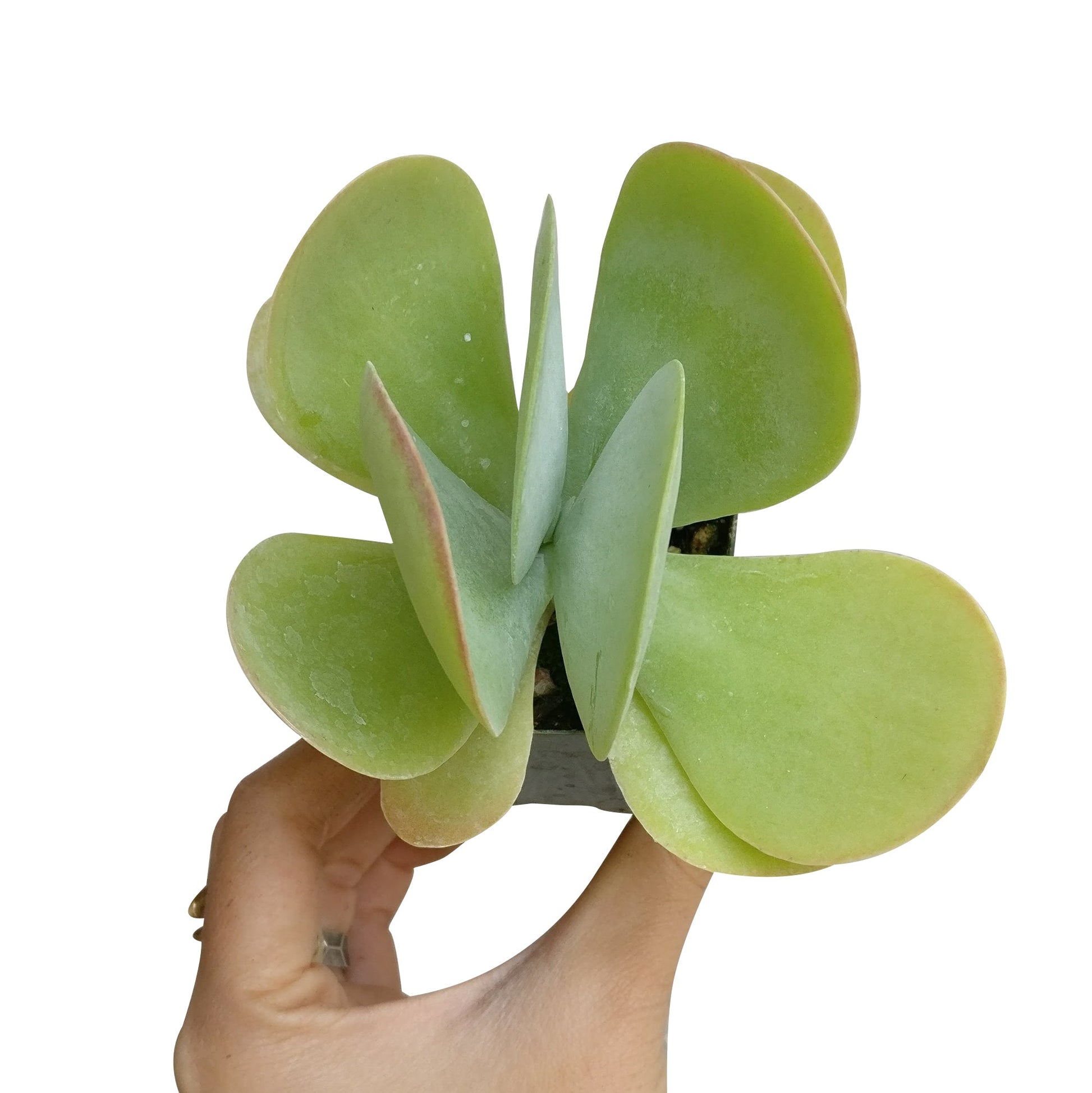 broad flat leaf succulent Kalanchoe Flapjacks Succulent – Lovehopegrow