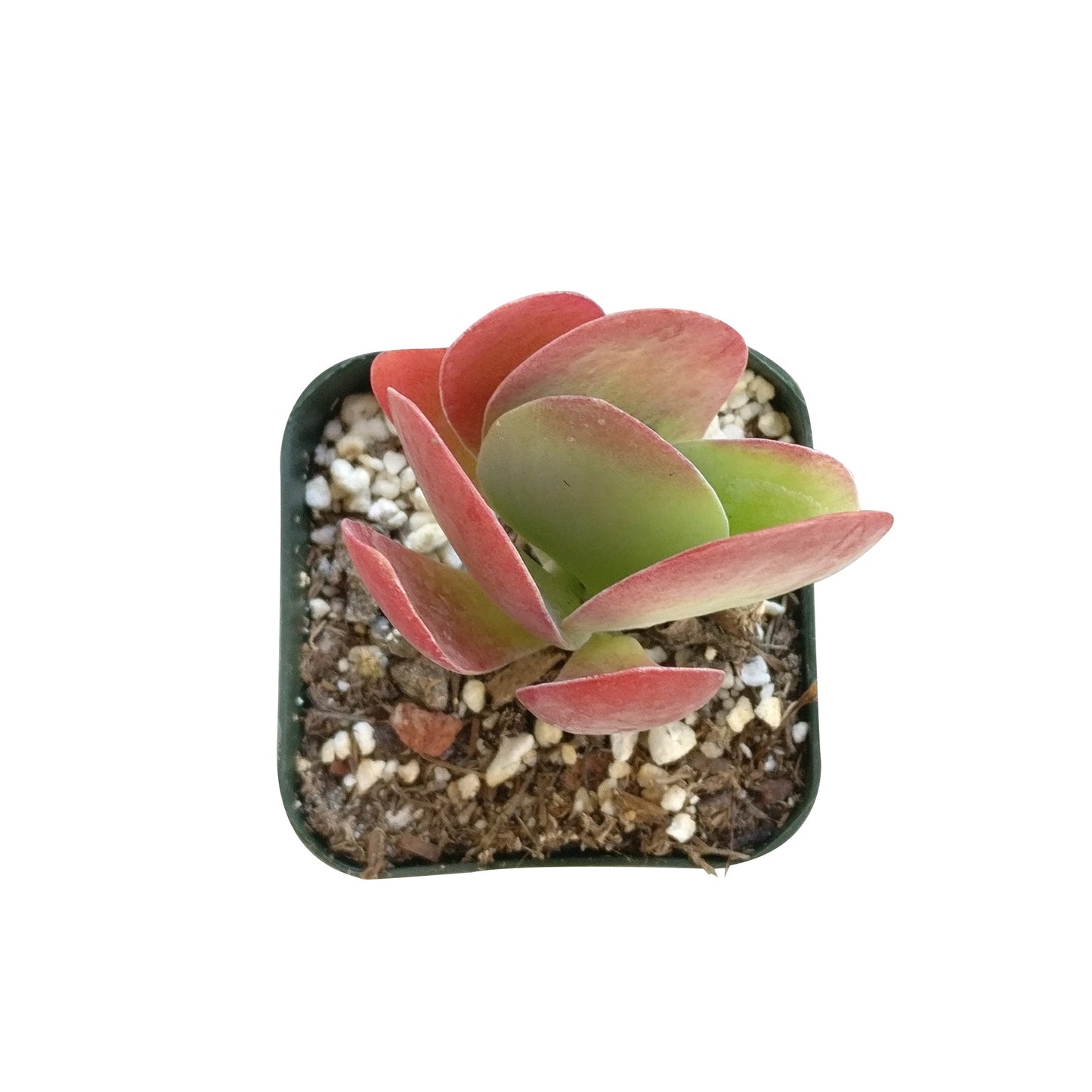 Kalanchoe Flapjacks Succulent