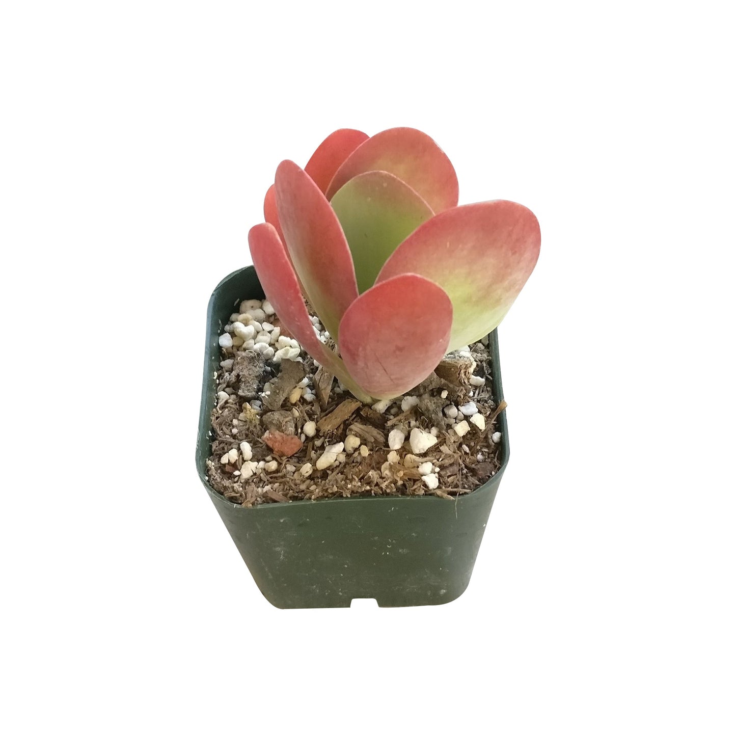 Kalanchoe Flapjacks Succulent