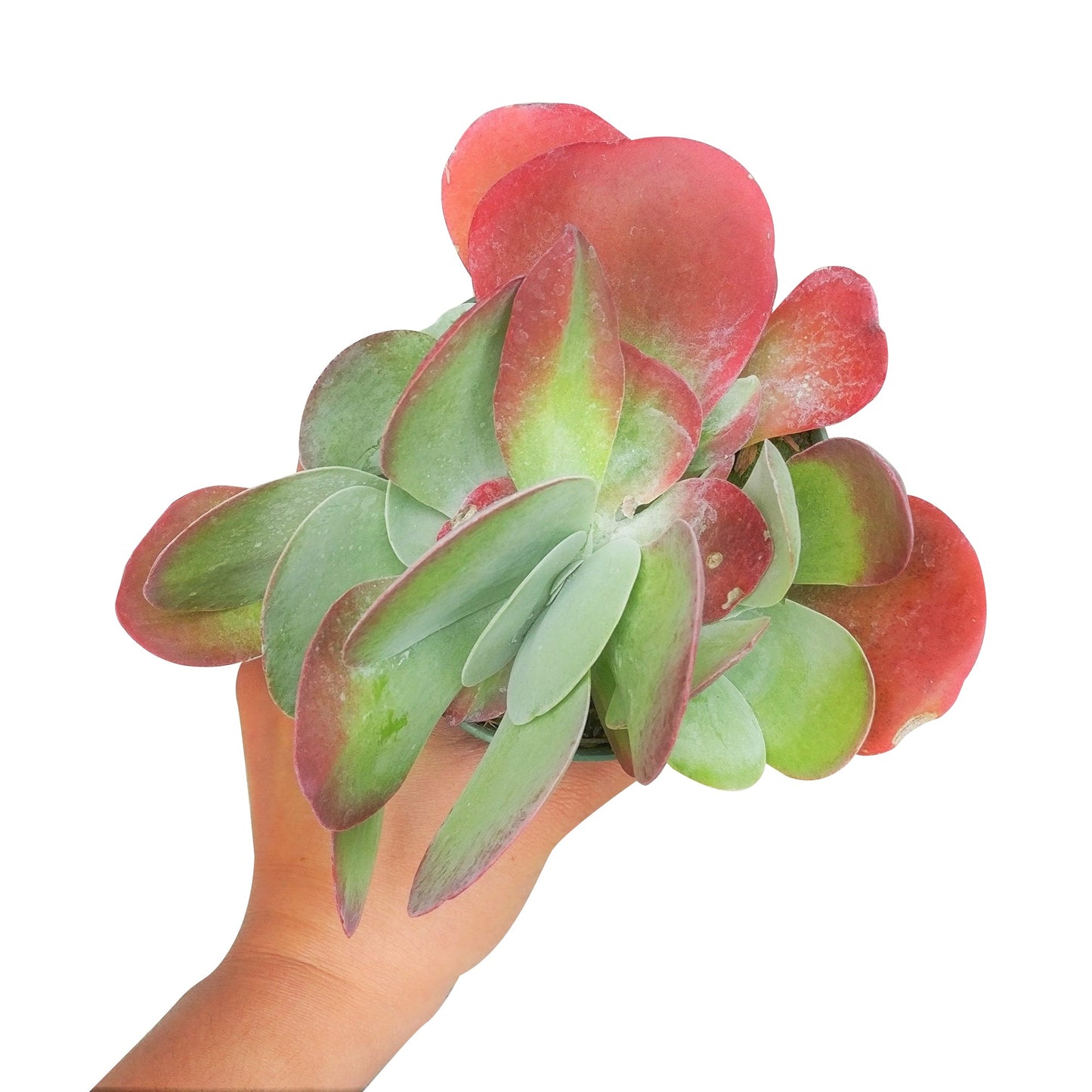 Kalanchoe Flapjacks Succulent