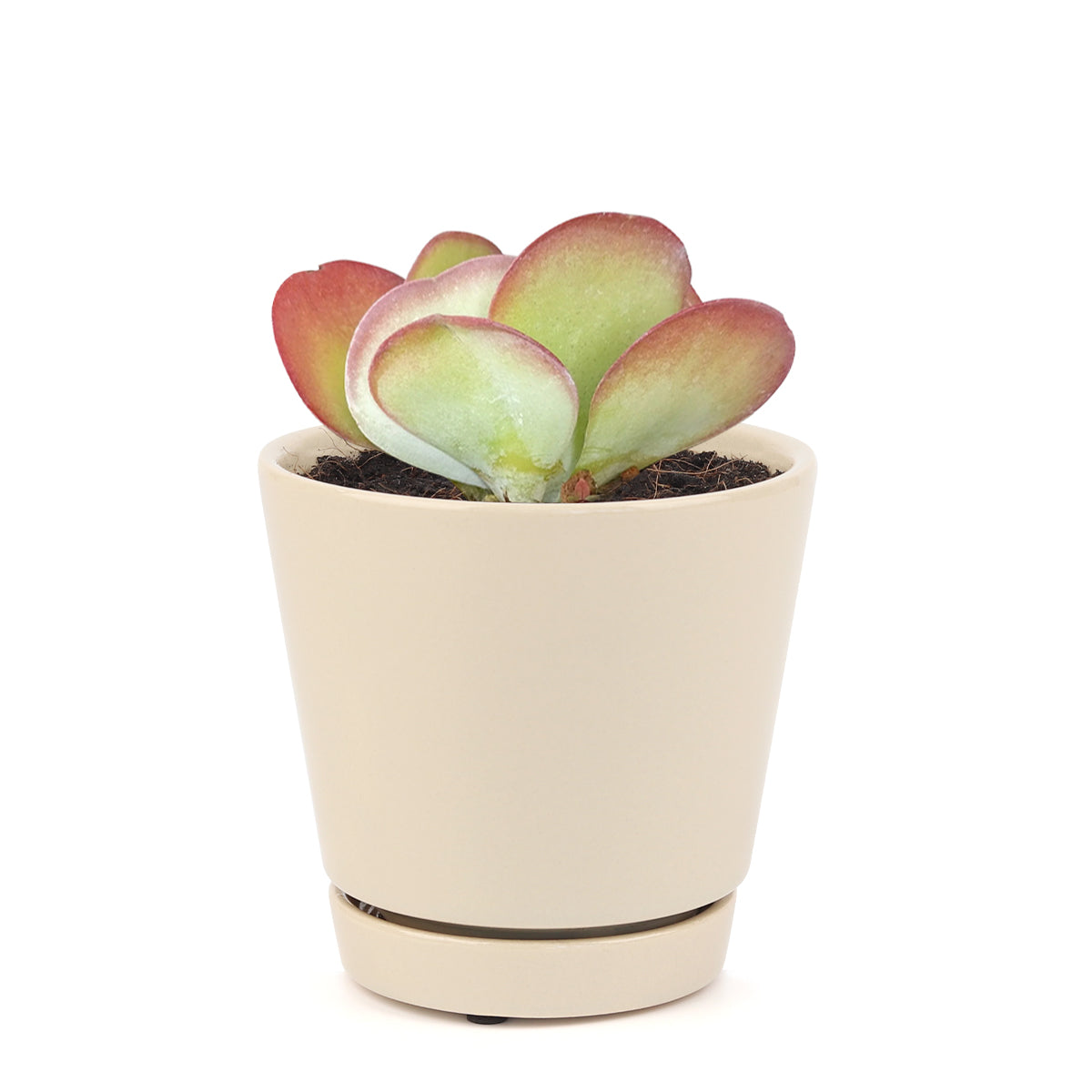 Kalanchoe Flapjacks Succulent