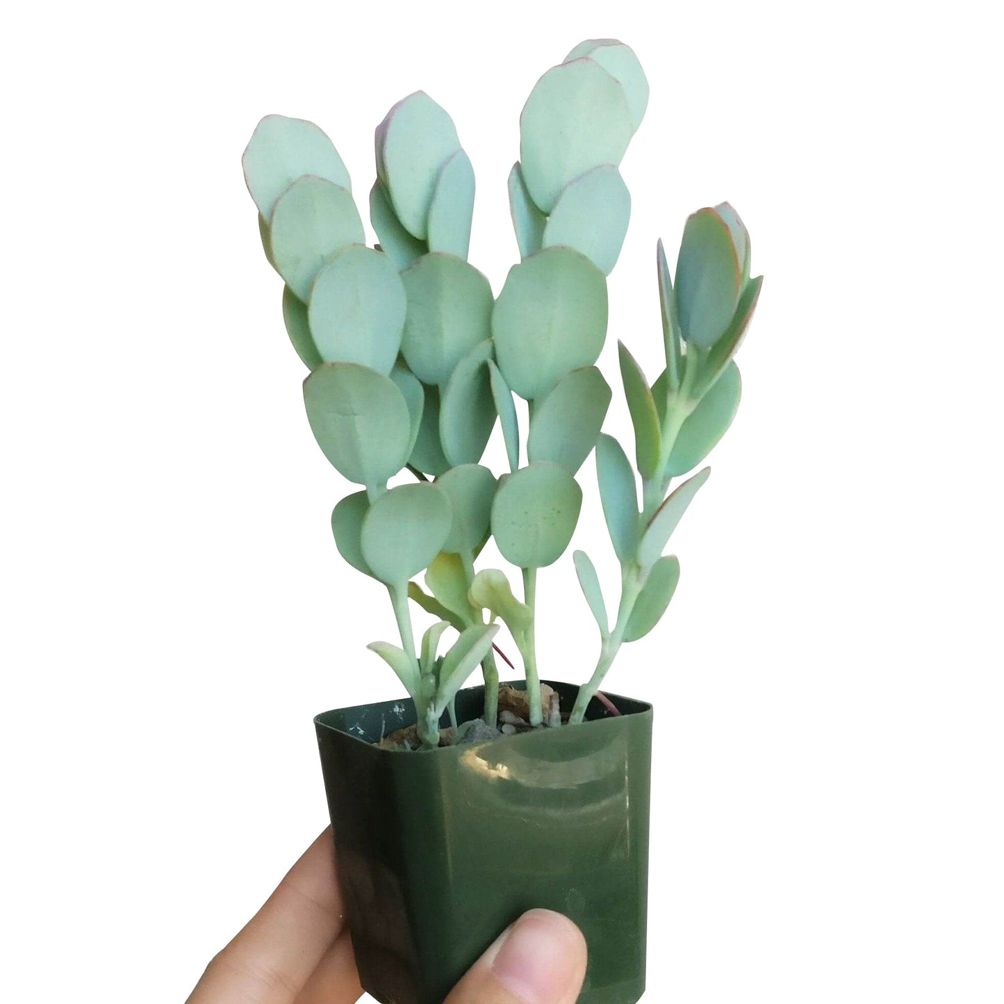 Kalanchoe Panamensis