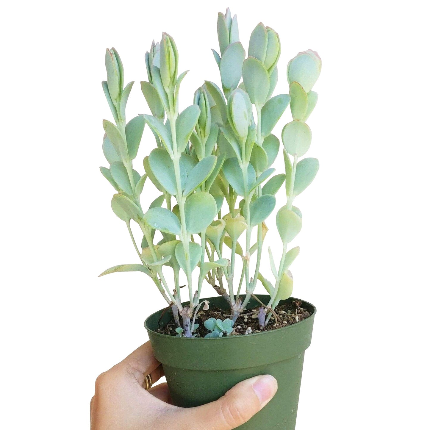 Kalanchoe Panamensis