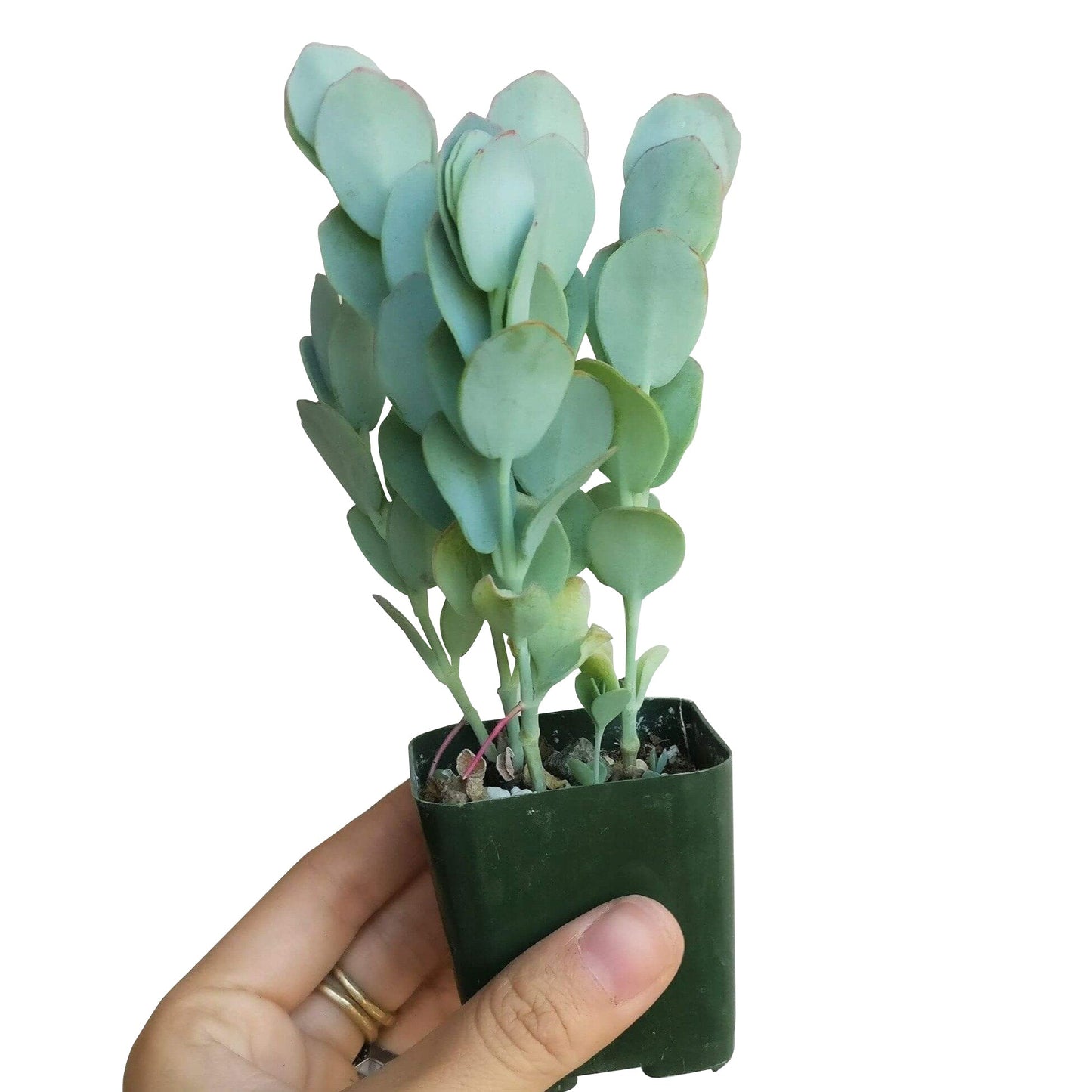 Kalanchoe Panamensis