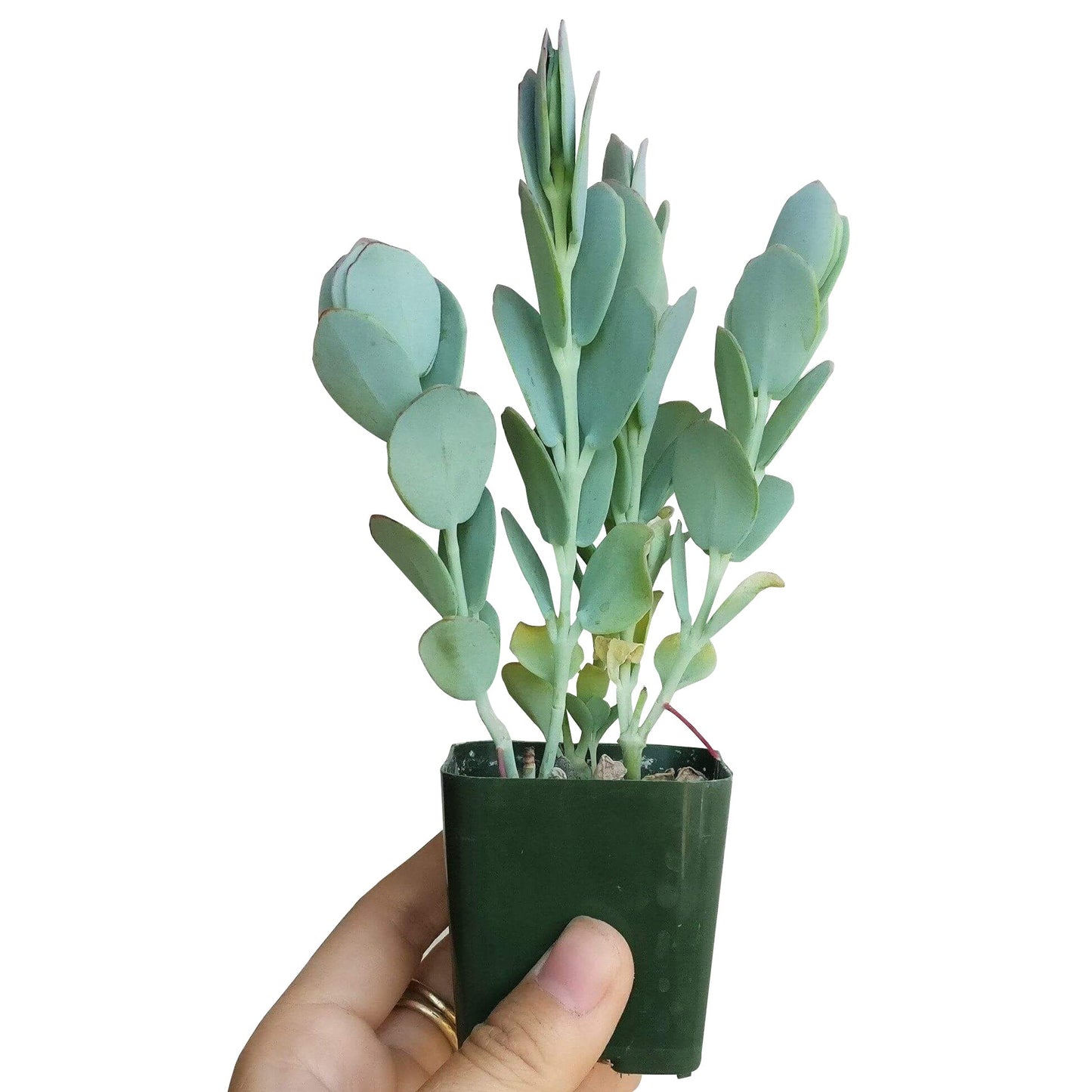 Kalanchoe Panamensis