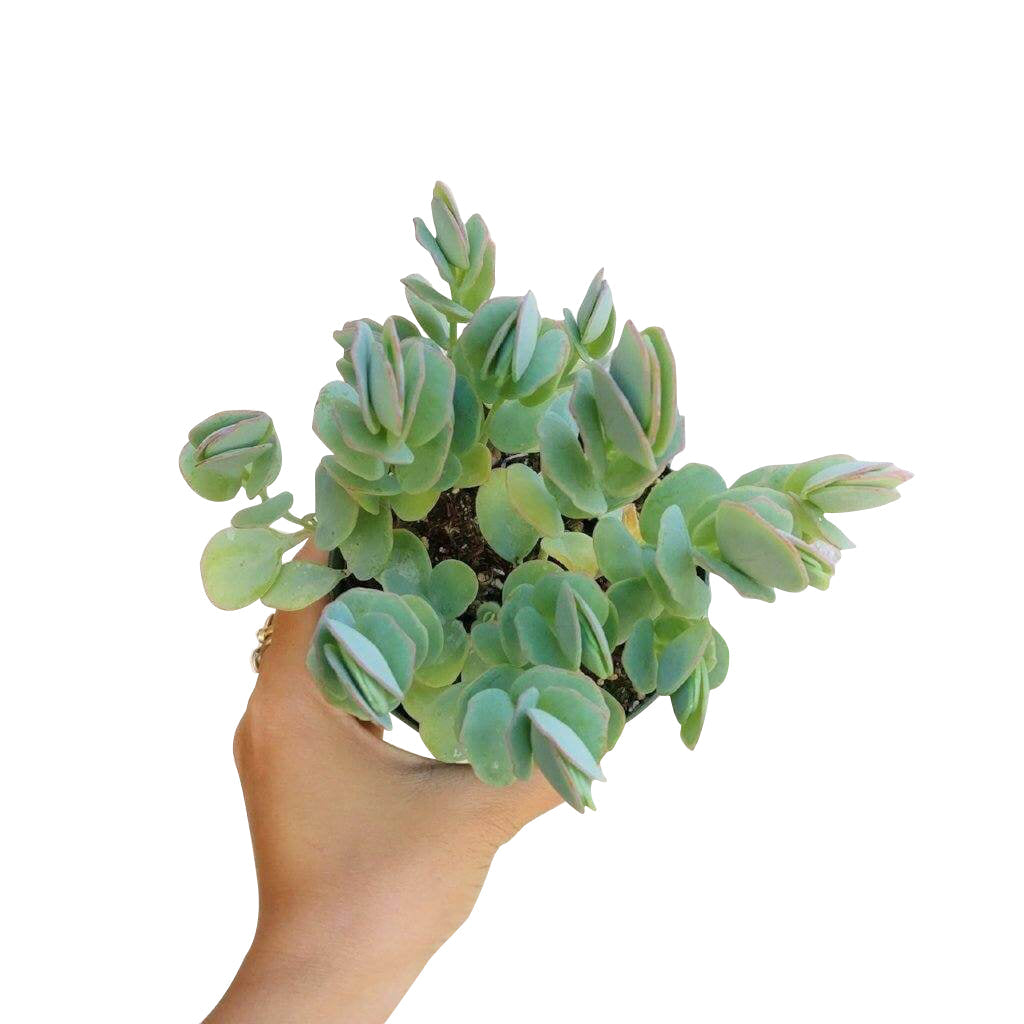 Kalanchoe Panamensis