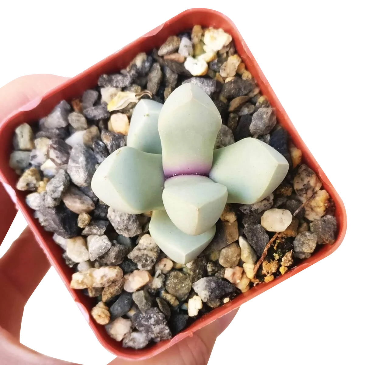 Karoo Rose Lapidaria margaretae