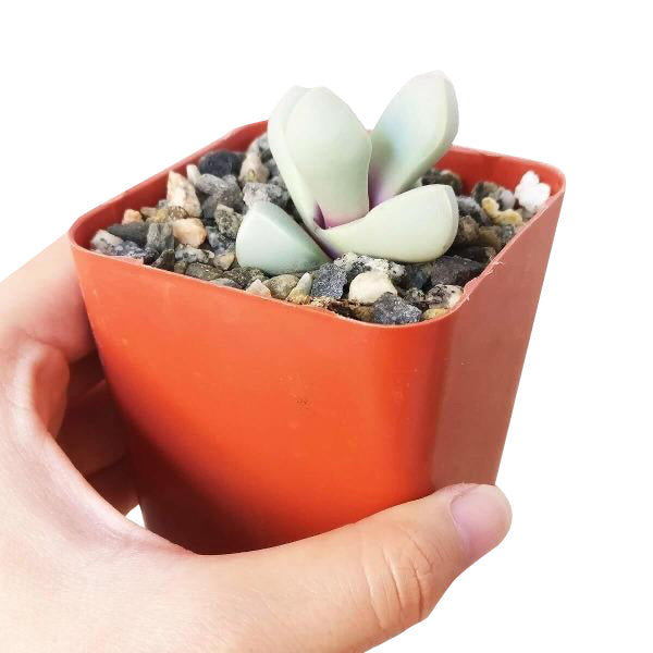 Karoo Rose Lapidaria margaretae