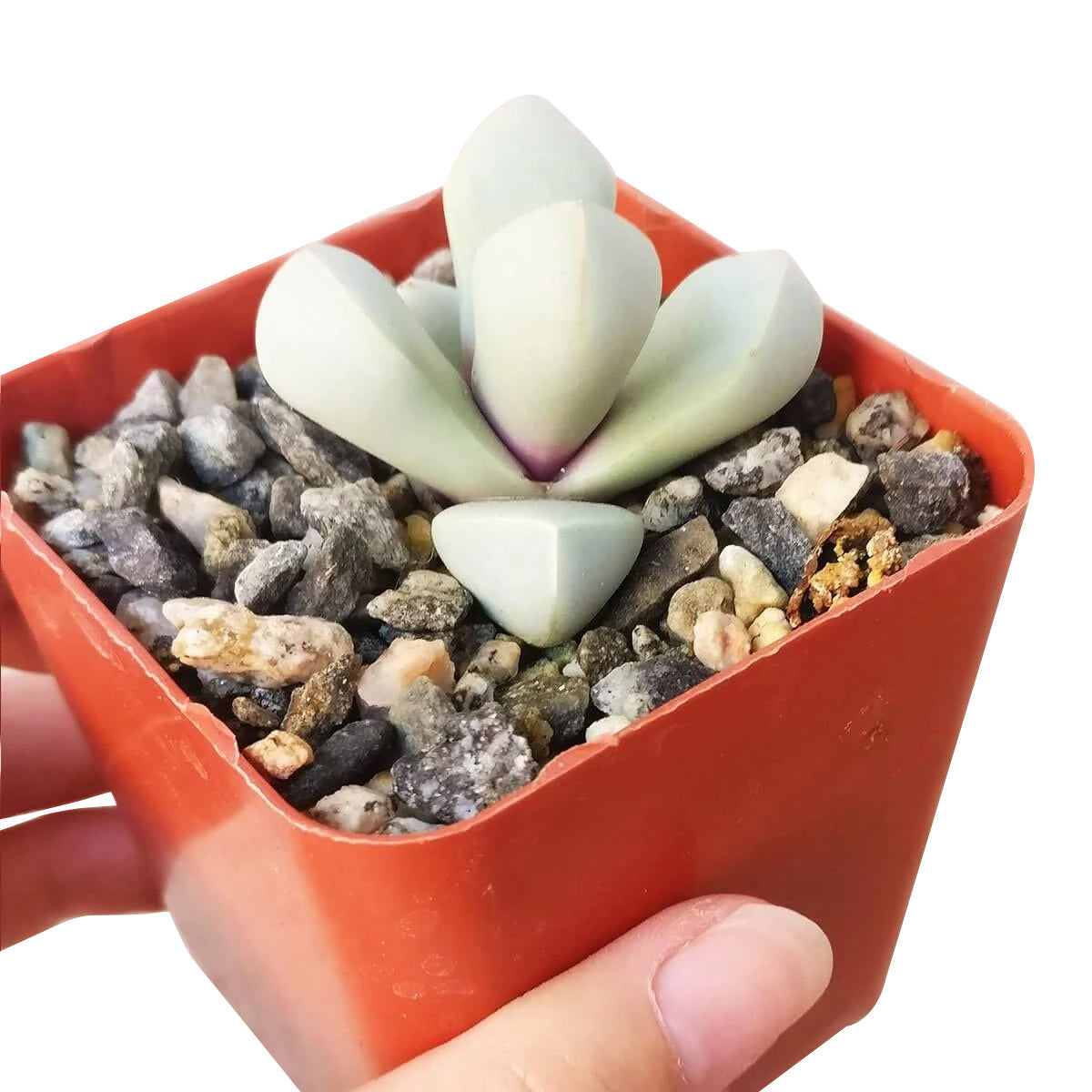 Karoo Rose Lapidaria margaretae