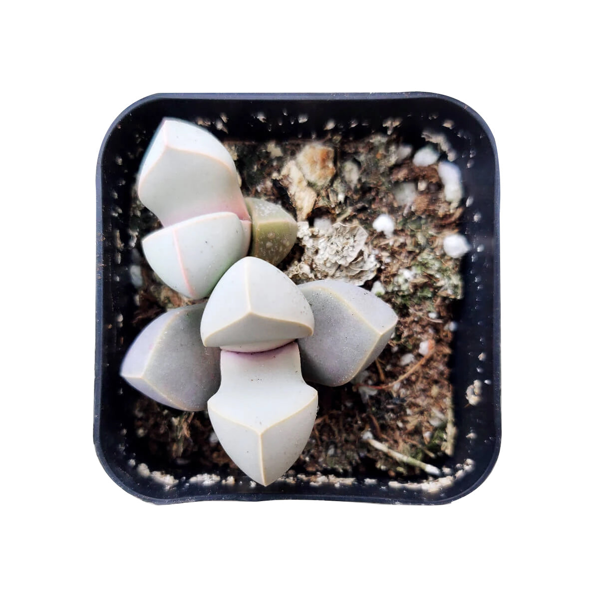 karoo rose succulent Karoo Rose Lapidaria margaretae