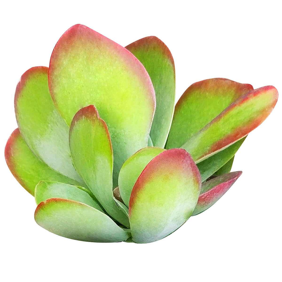 Kalanchoe Flapjacks Succulent