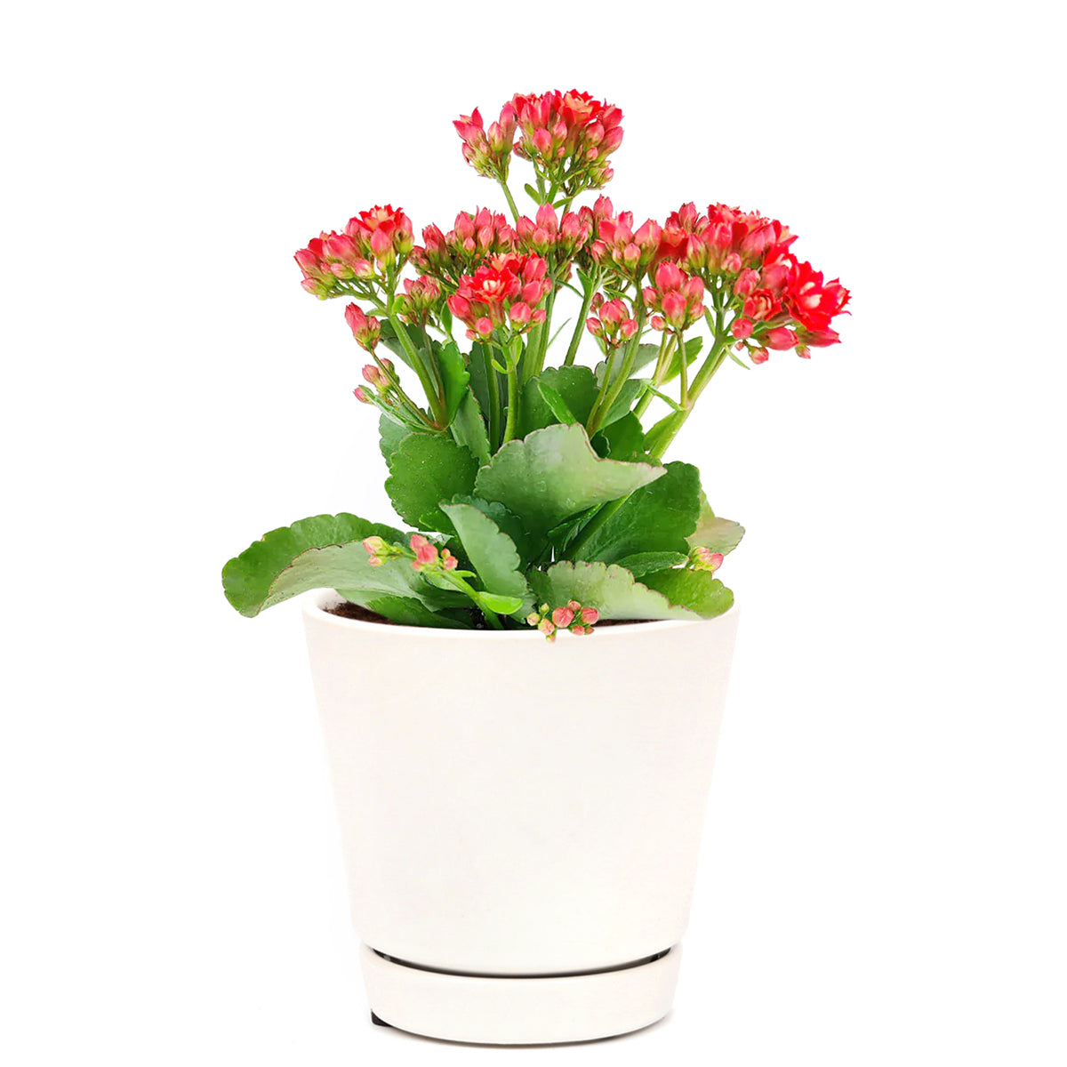 Kalanchoe blossfeldiana 'Calandiva Red'