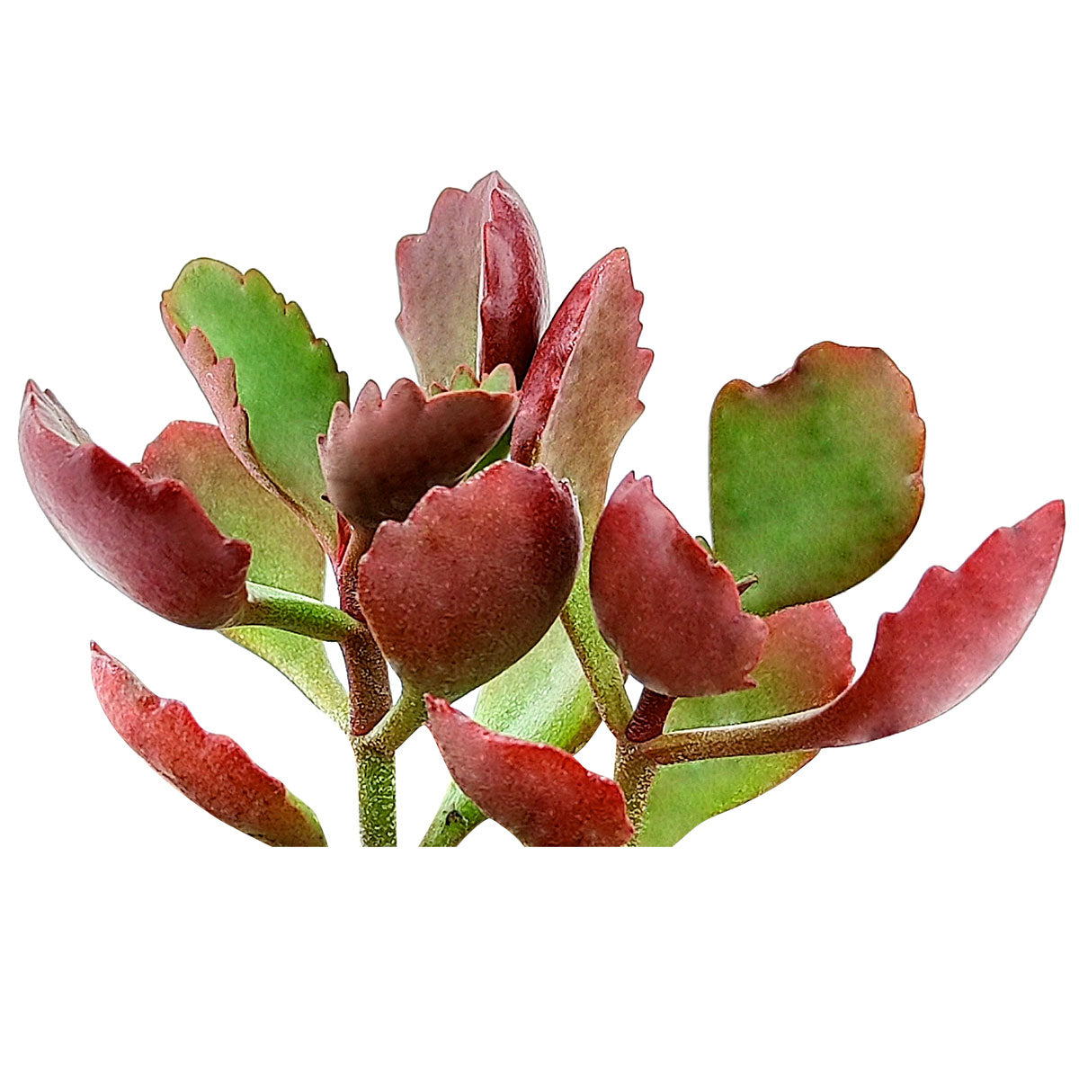 Six Angled Kalanchoe