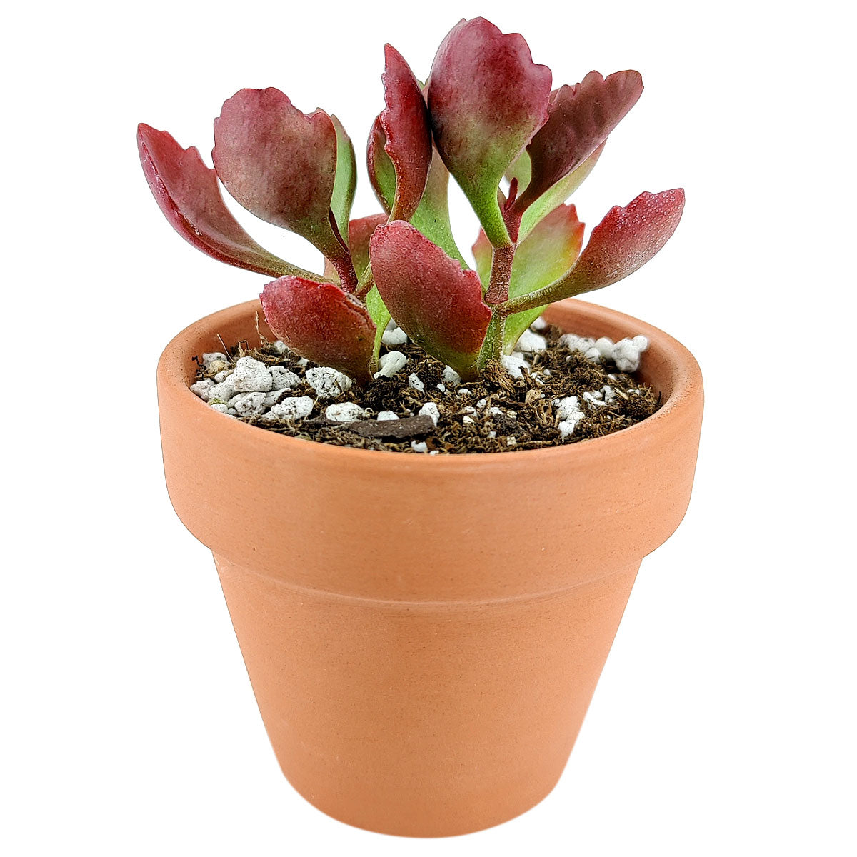 Six Angled Kalanchoe