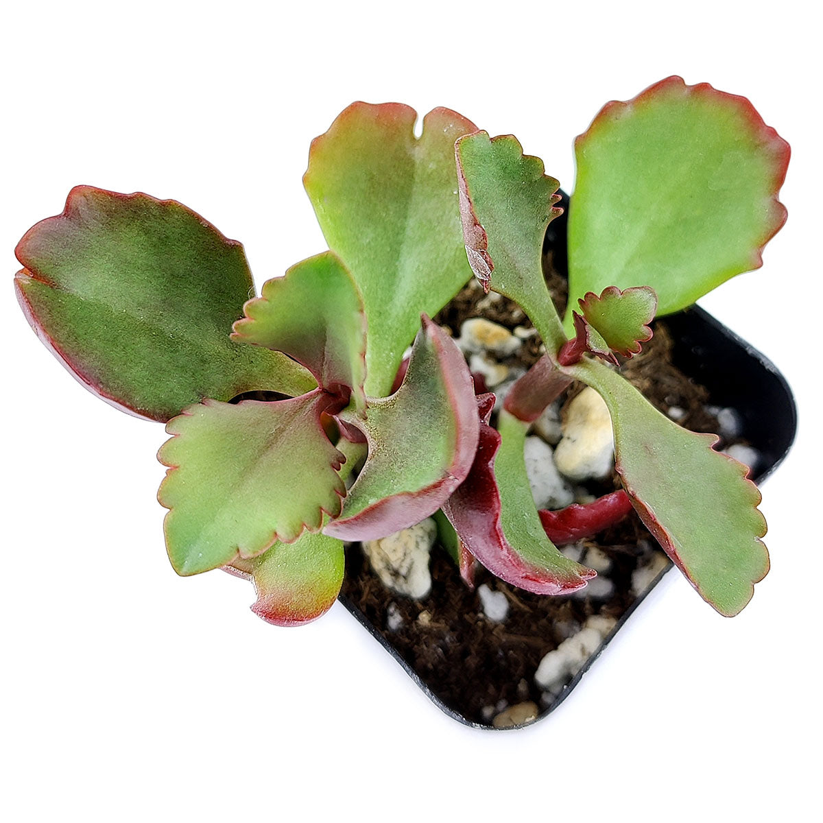 Six Angled Kalanchoe