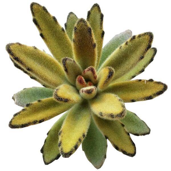 Kalanchoe Chocolate Soldier Tomentosa Succulent Plant 2 inch / Bamboo Pot by Succulents Box