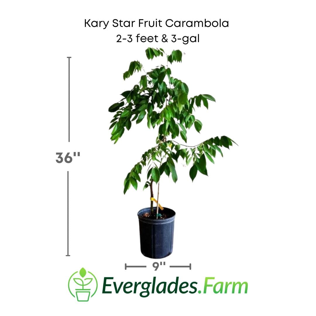 Kary Star Fruit Carambola Fruit Tree, Grafted