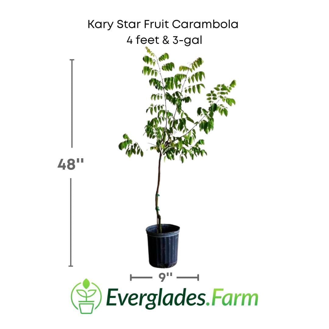 Kary Star Fruit Carambola Fruit Tree, Grafted