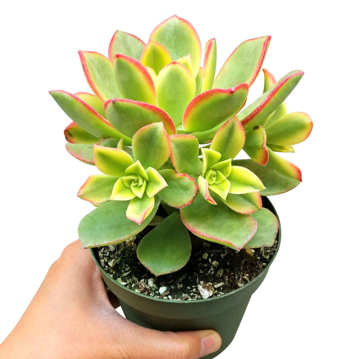 Aeonium Kiwi Haworthii
