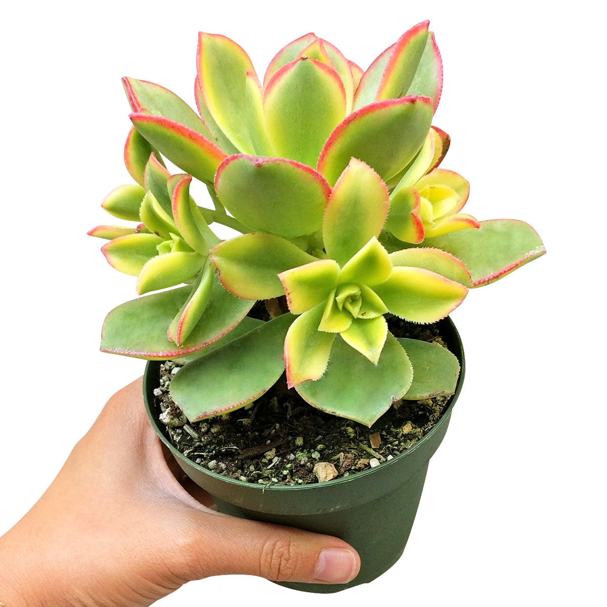 Aeonium Kiwi Haworthii