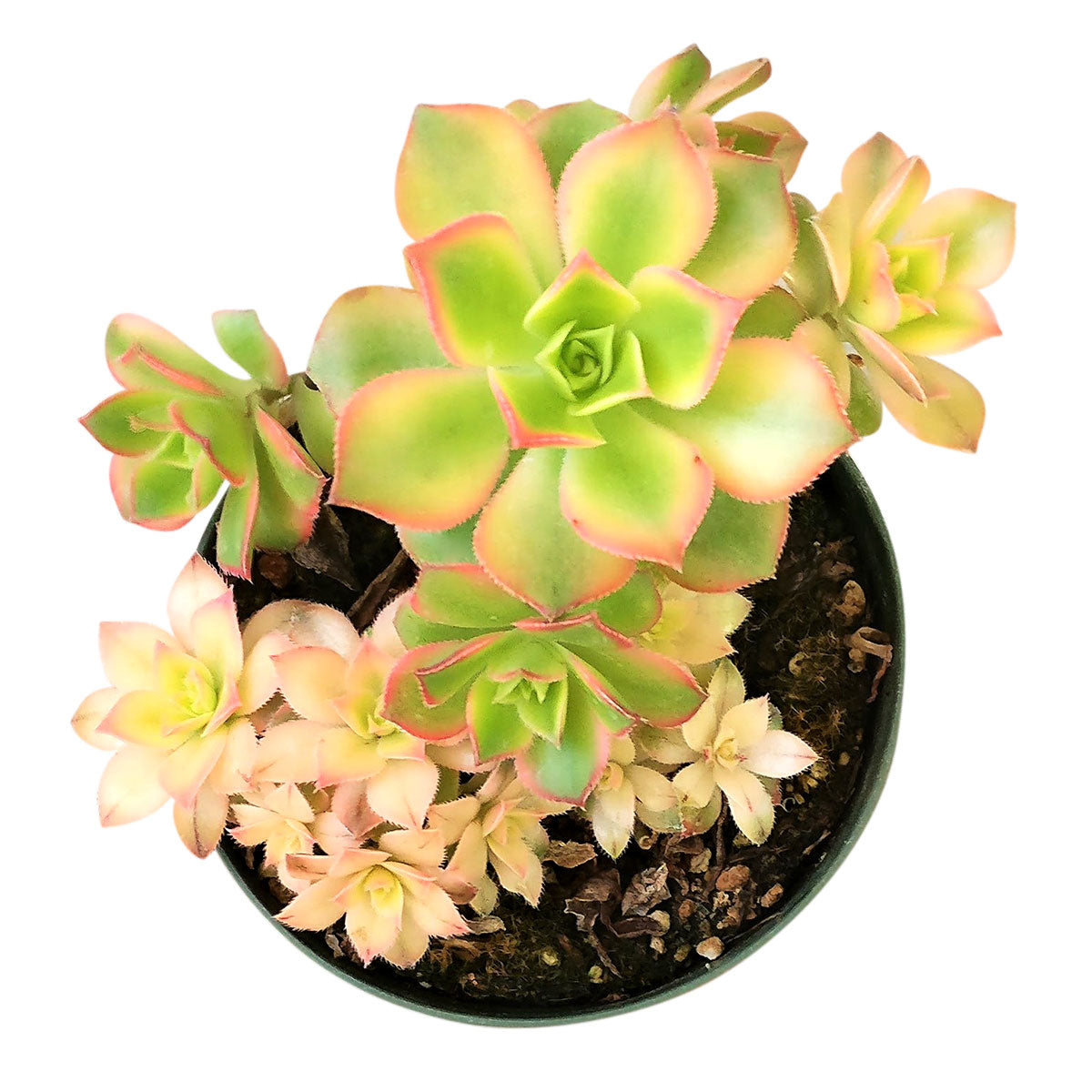 Aeonium Kiwi Haworthii