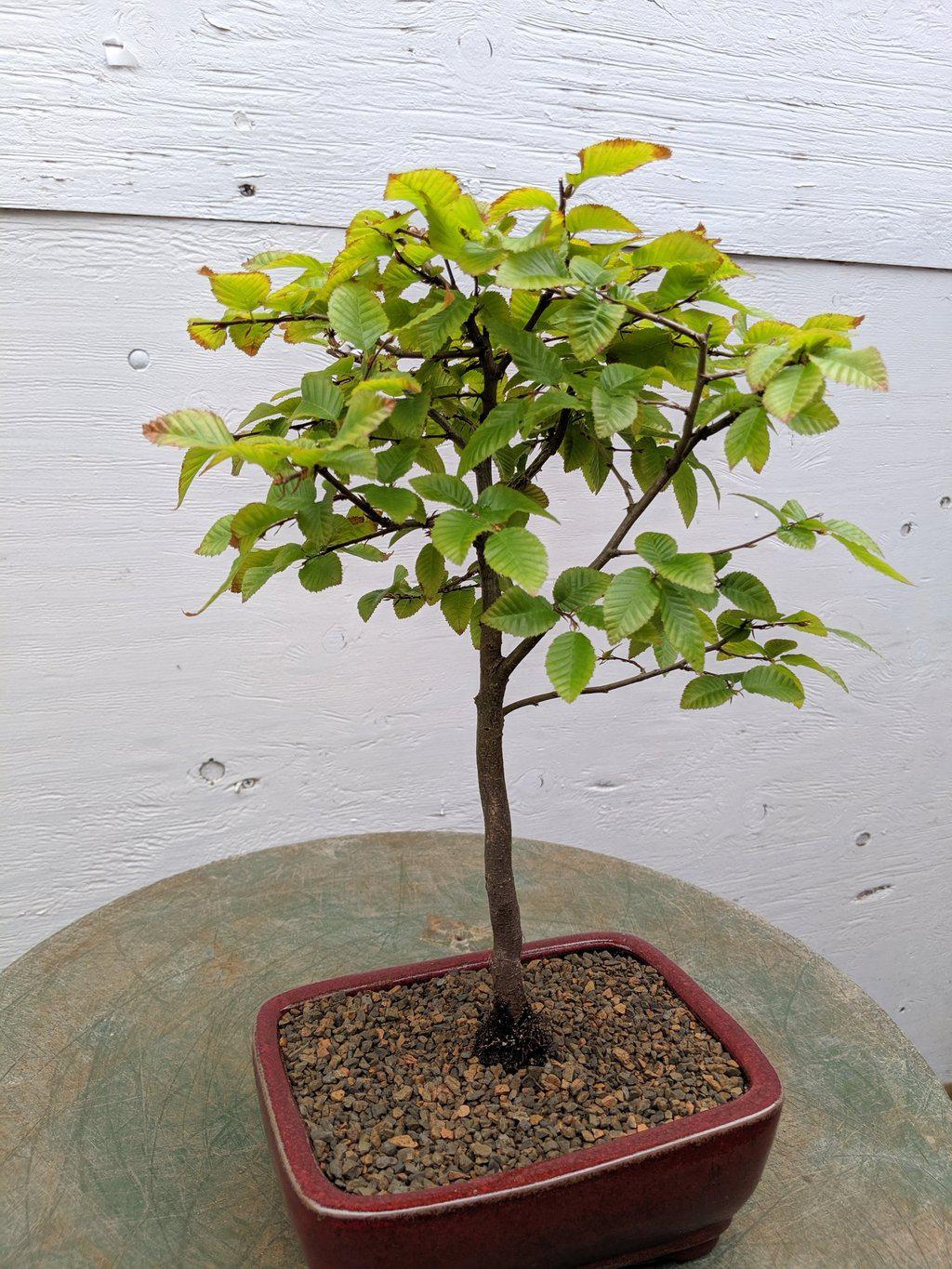 Korean Hornbeam Bonsai Tree