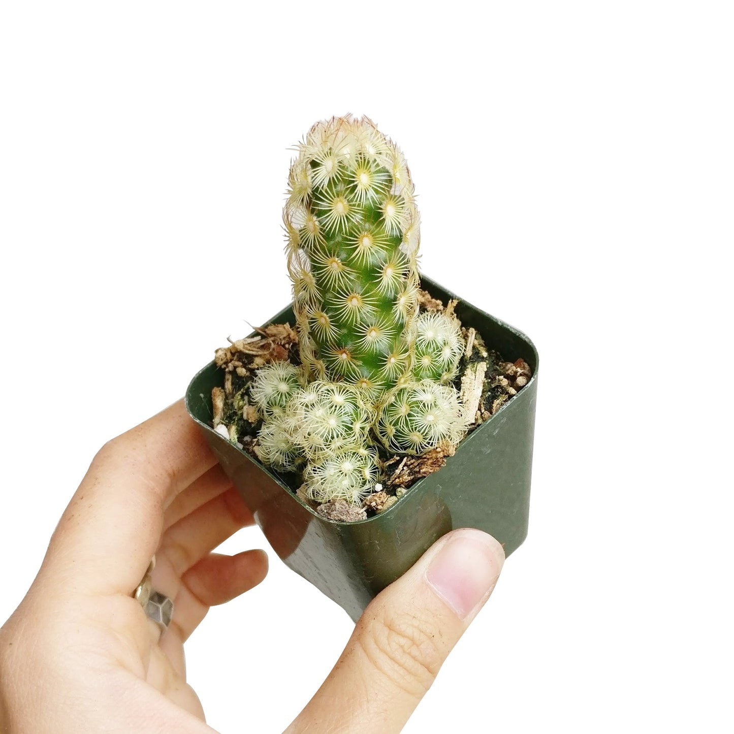 Lady Fingers Cactus Mammillaria Elongata