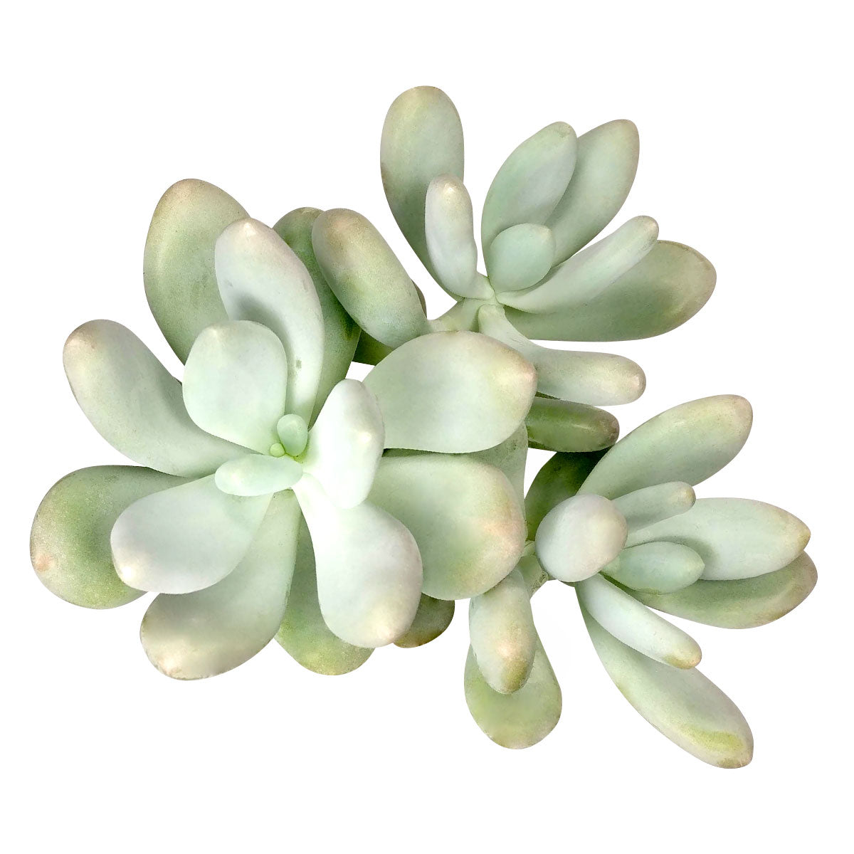 Lavender Pebbles Graptopetalum