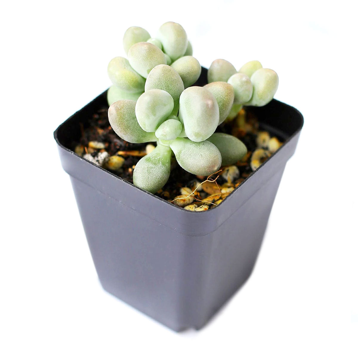 Lavender Pebbles Graptopetalum