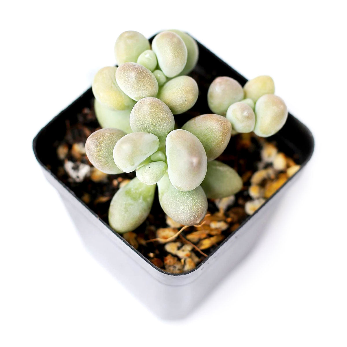 Lavender Pebbles Graptopetalum