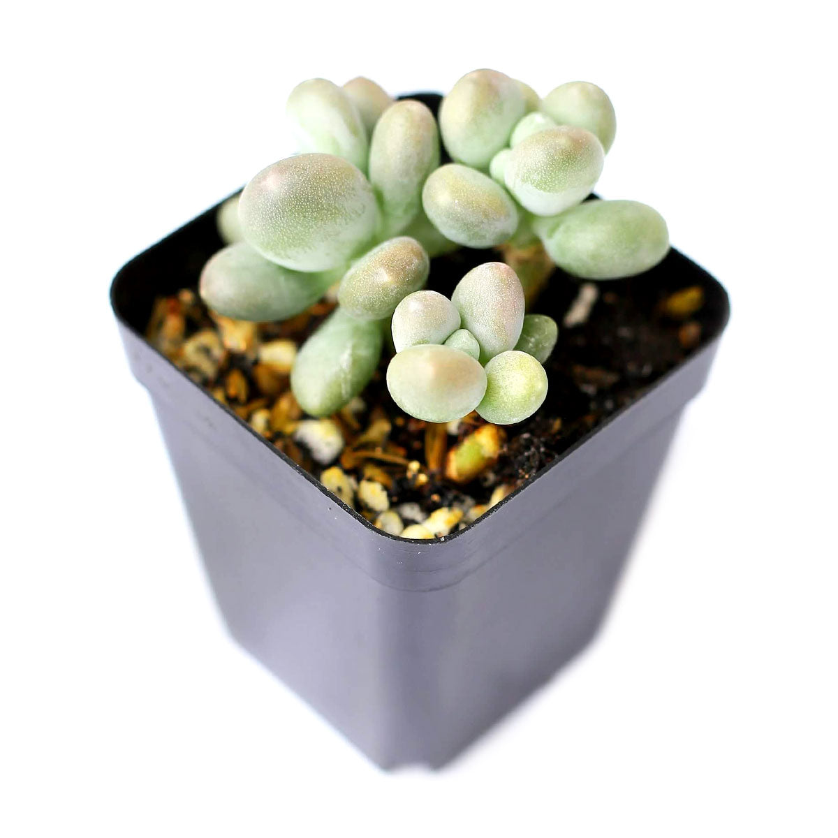 Lavender Pebbles Graptopetalum