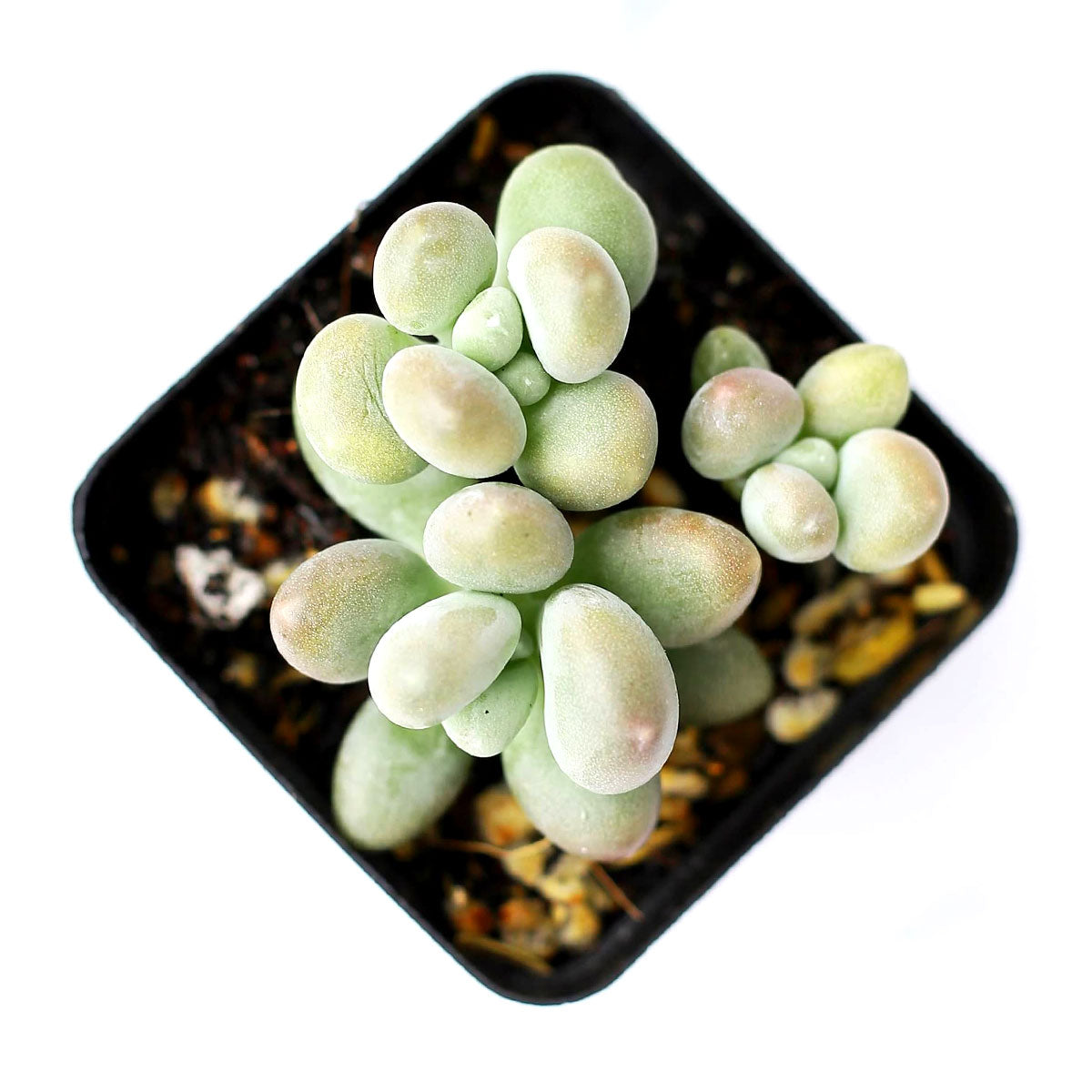 Lavender Pebbles Graptopetalum