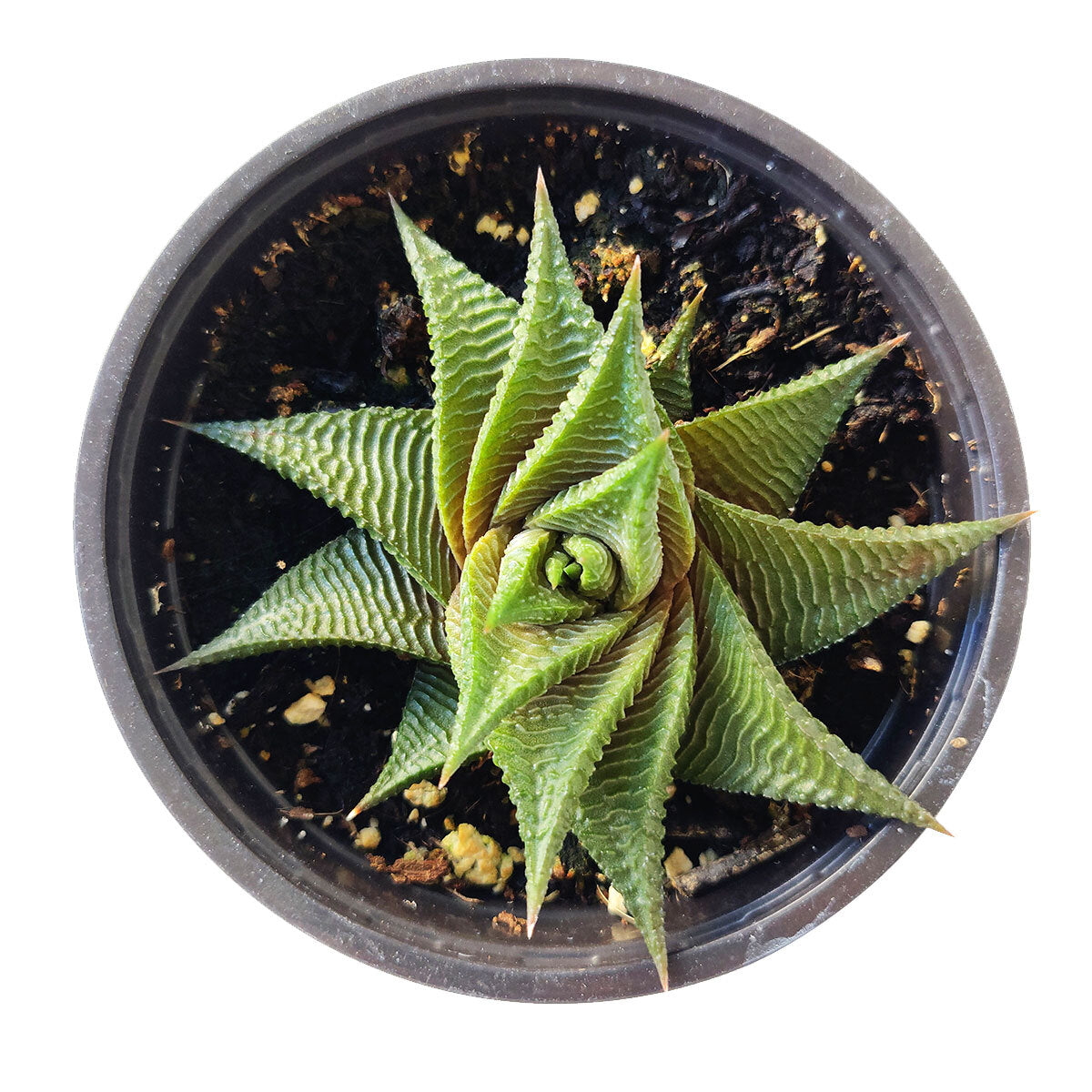 Haworthia Limifolia Twister