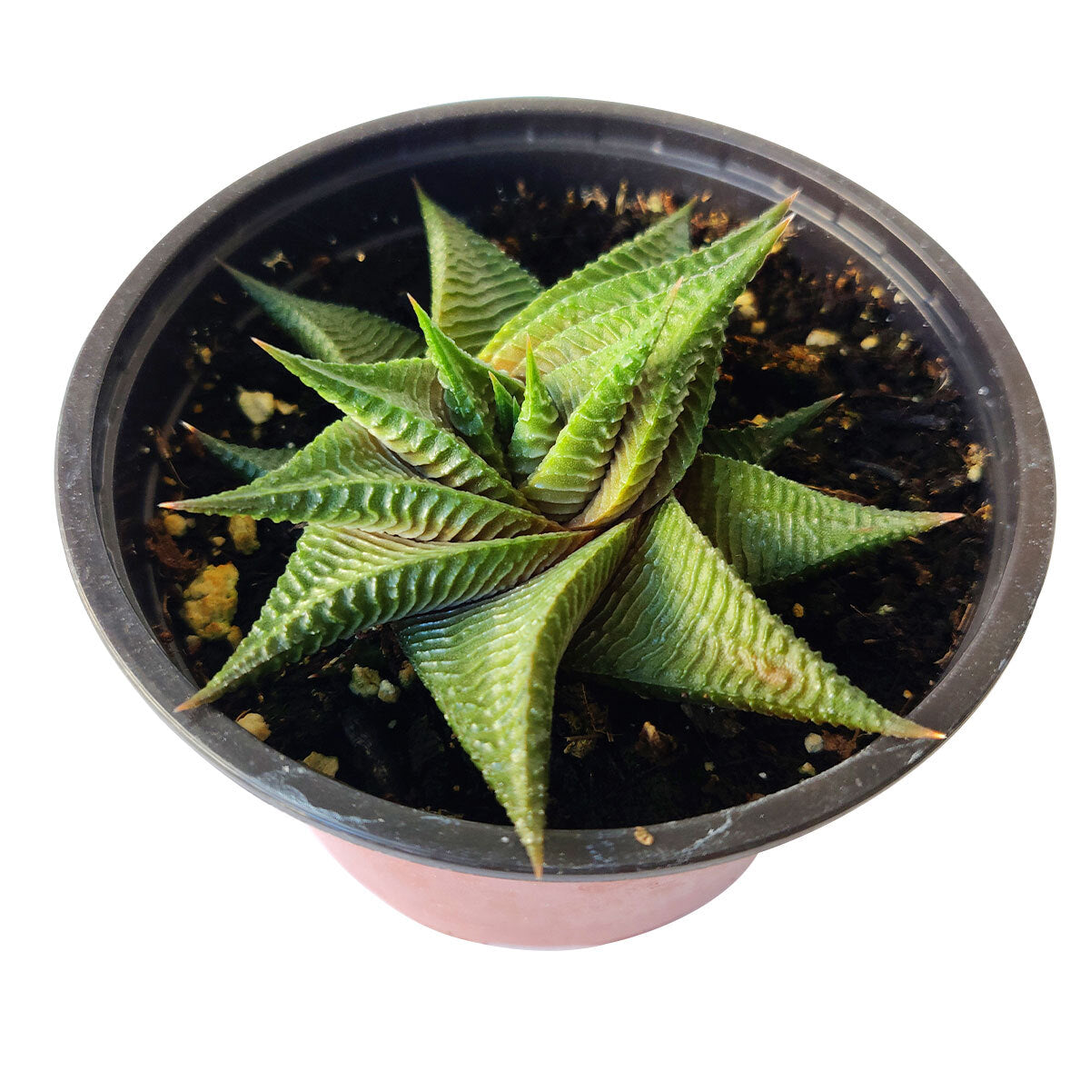 Haworthia Limifolia Twister