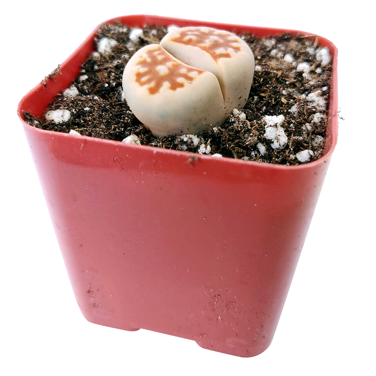 Lithops Living Stones